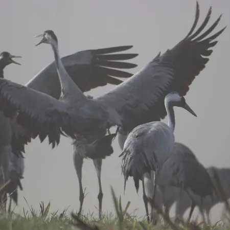 בית נופש 12a Jusque 4 Pers Bulle Der Du Der